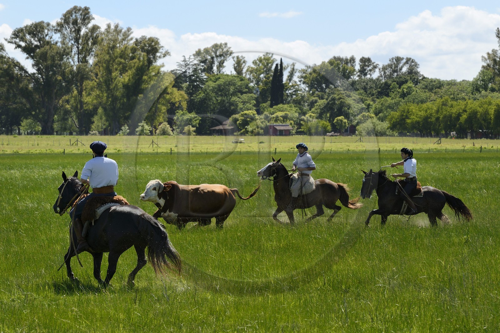 Argentine, province de Buenos Aires, San Antonio de Areco, estancia La Bamba de Areco, gauchos au travail pourchassant un taureau
