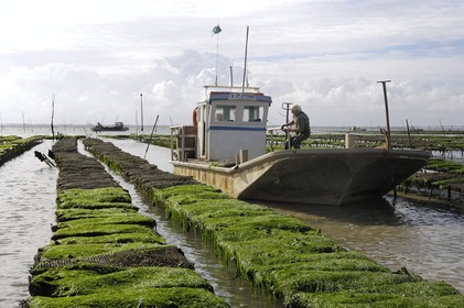 France, Charente-Maritime (17), le bassin Marrennes-Oléron au large de l'Ile d'Oléron, chaland dans les parcs à huîtres
