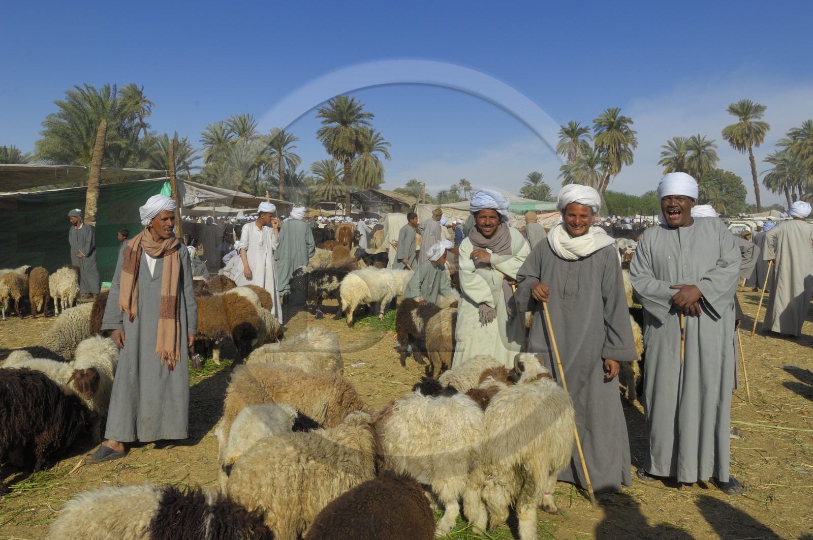 Egypte, Haute Egypte, Daraw au nord d'Assouan, marché aux animaux, vendeurs de moutons et de chèvres
