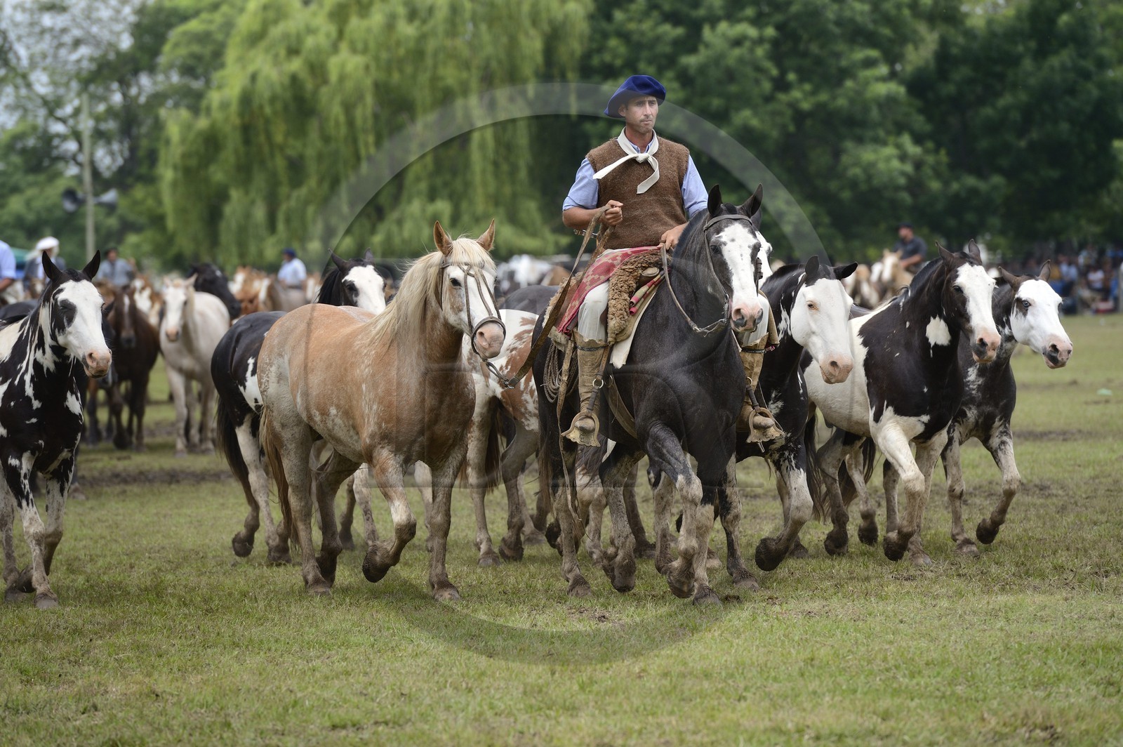 Argentine, province de Buenos Aires, San Antonio de Areco, fête du Jour de la Tradition (Dia de la Tradicion), figure appelée enchevêtrement de troupeaux (Entrevero de tropillas)