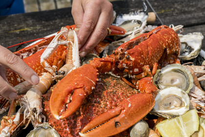 France, Finistère (29), Pays des Abers,  Lannilis, viviers et parc à huitres Prat-Ar-Coum, entreprise ostréicole de la famille d’Yvon Madec sur l'Aber Benoit, plateau de fruits de mer