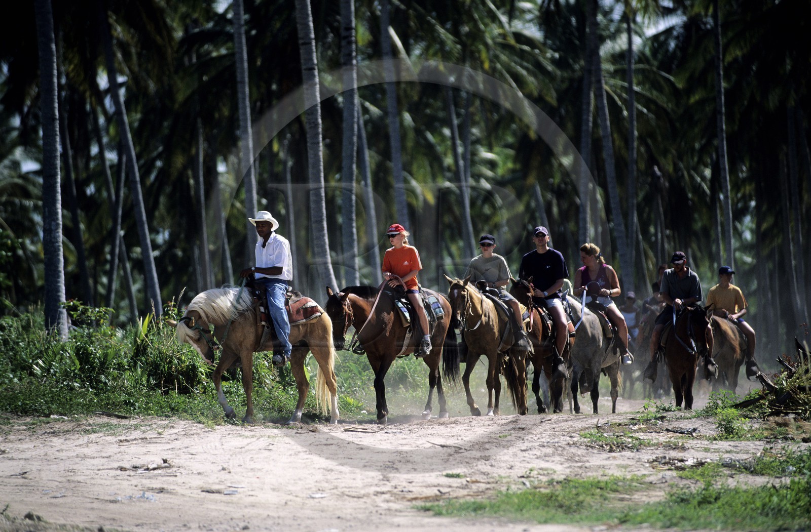 République Dominicaine, Punta Cana, Bavaro, promenade équestre dans la cocoteraie