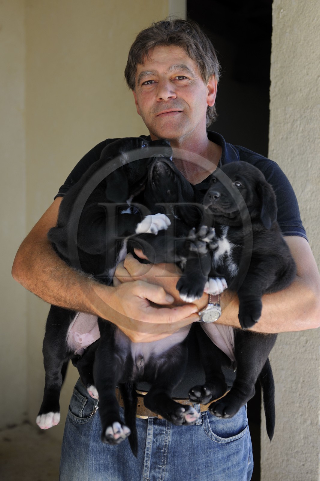 France, Gard (30), région du Pays d'Uzège, Uzès, Michel Tournayre créateur des “Truffières du Soleil” dans sa plantation truffière avec ses jeunes chiens truffiers