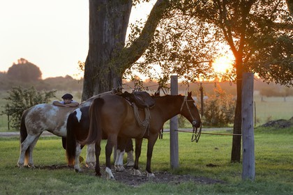 Argentine, province de Buenos Aires, San Antonio de Areco, gaucho dans l'estancia La Bamba de Areco