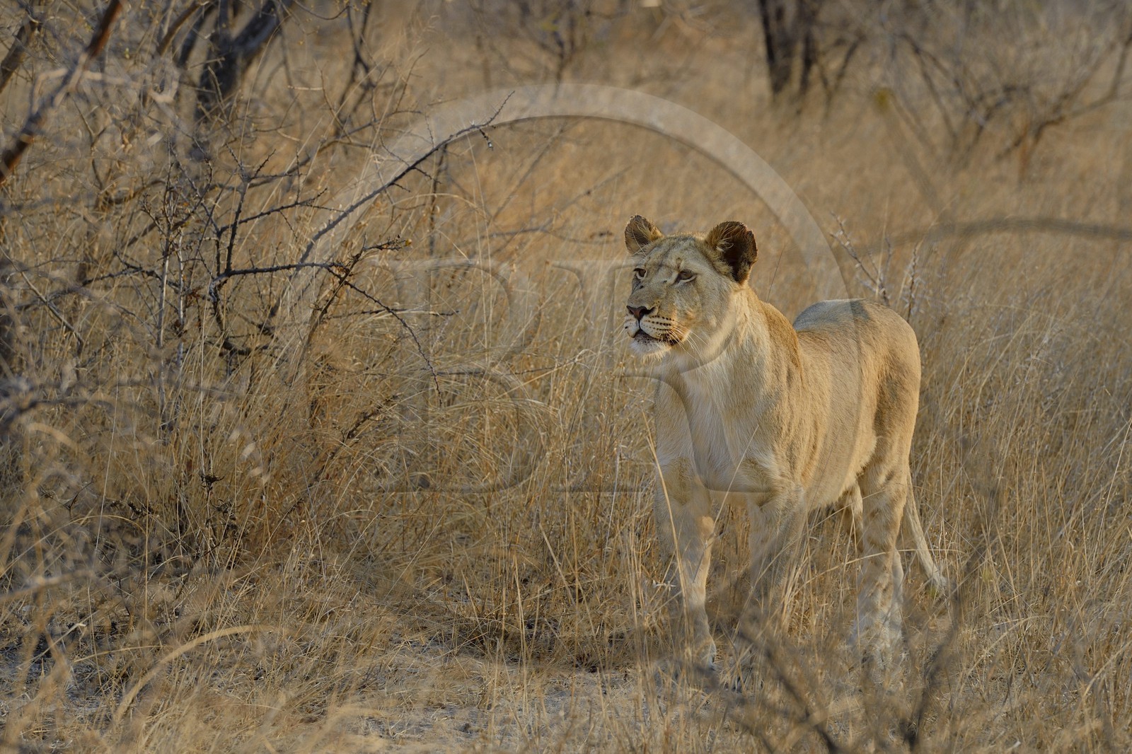 Zimbabwe, province des Midlands, Gweru, Antelope Park qui abrite ALERT (African Lion and Environmental Research Trust), jeune lionne (panthera leo)