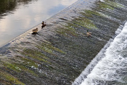 France, Dordogne, Brantome, ducks on the small dike on the Dronne