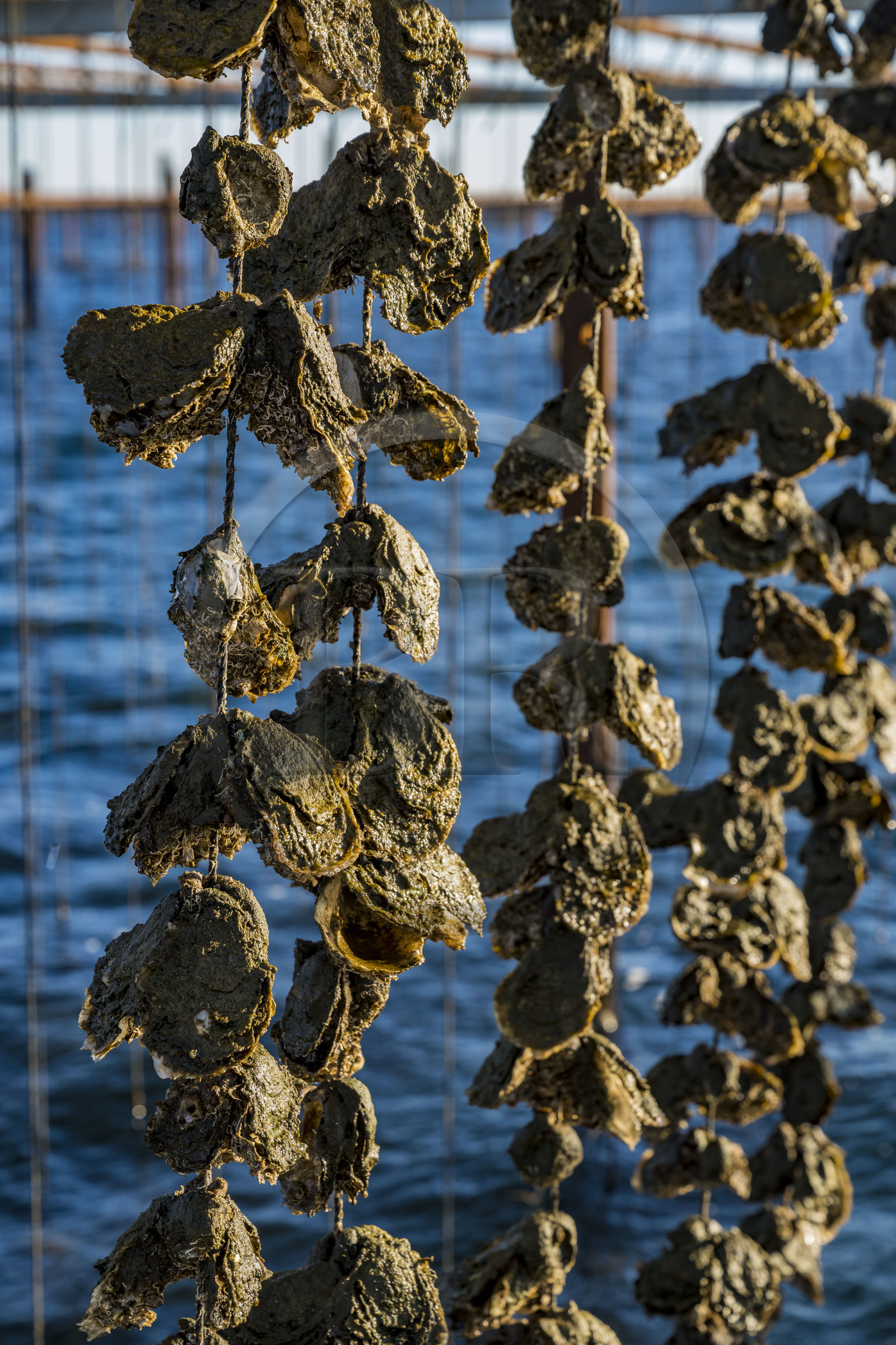 France, Hérault (34), Etang de Thau, Mèze, les producteurs de coquillages Quentin et Emmeline, l'élevage en suspension sur des cordes dans le parc à huitres