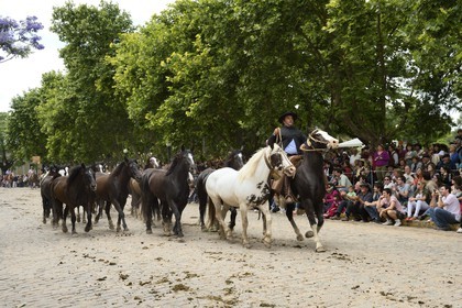 Argentine, province de Buenos Aires, San Antonio de Areco, fête du Jour de la Tradition (Dia de la Tradicion), gaucho présentant son troupeau de chevaux