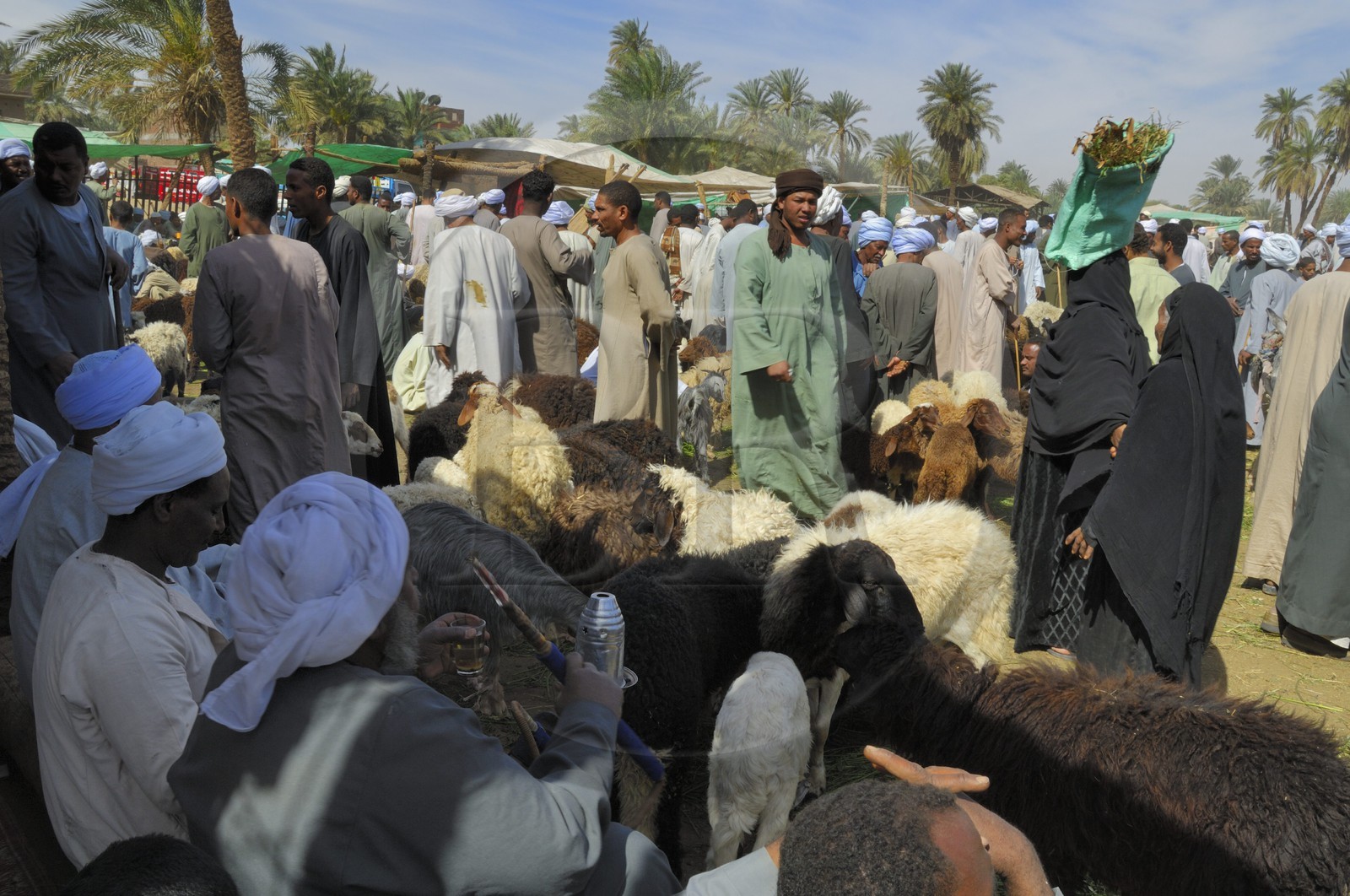 Egypte, Haute Egypte, Daraw au nord d'Assouan, marché aux animaux, vendeurs de moutons et de chèvres