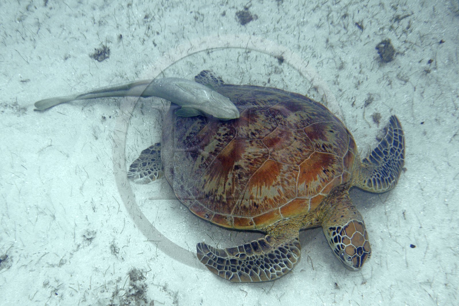 France, Ile de Mayotte, Grande-Terre, Kani-Keli, plage de N’Gouja, tortue (de mer) verte (Chelonia mydas) et un poisson pilote rémora (Echeneis naucrates) accroché à sa carapace